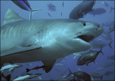 20120518-tiger shark Scarface-tigershark.jpg